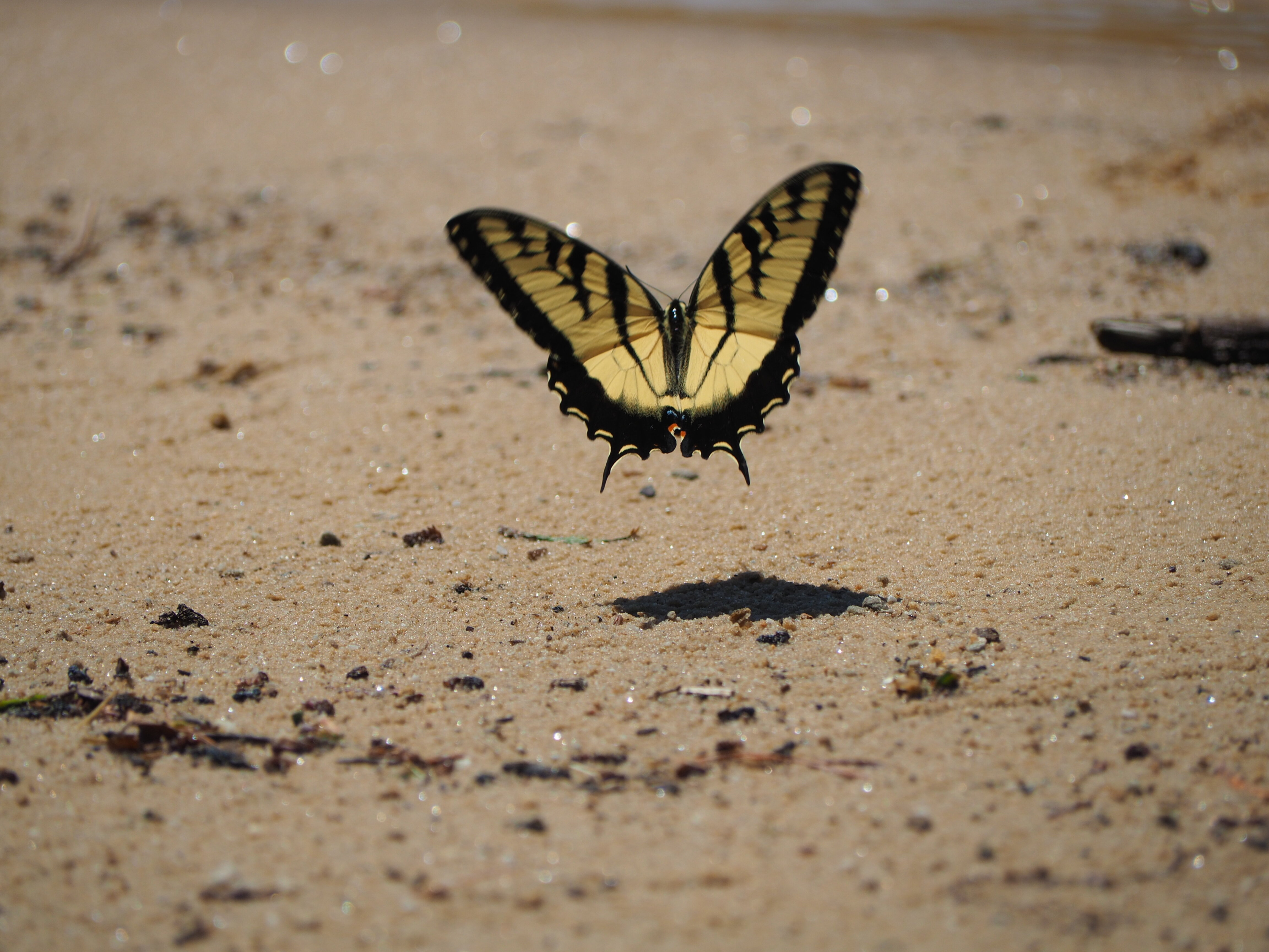 Insects